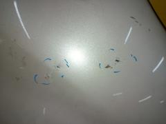 Крыло переднее на Toyota Wish ZGE20G Фото 8