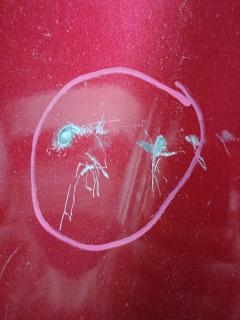 Капот на Mazda Atenza GJ2FW Фото 6