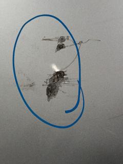 Капот A2038800157 на Mercedes-Benz C-Class Station Wagon S203.246 271.946 Фото 4