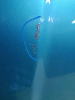 Капот на Nissan Note E11 Фото 5